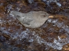 American Dipper