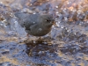 American Dipper