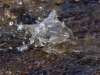 American Dipper