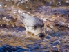 American Dipper