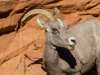 Bighorn Sheep