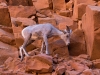 Bighorn Sheep