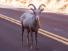 Bighorn Sheep