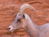 Bighorn Sheep