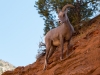 Bighorn Sheep