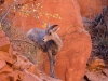 Bighorn Sheep