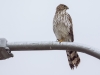 Cooper's Hawk