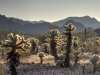 Kofa National Wildlife Refuge