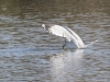 California Gull