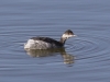 Eared Grebe