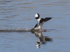 Bufflehead Duck