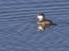 Ruddy Duck