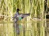 Green-winged Teal