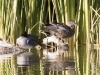 Blue-winged Teal