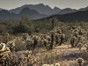 Kofa National Wildlife Refuge