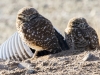 Burrowing Owl