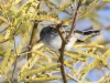 Blue-gray Gnatcatcher