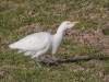 Cattle Egret