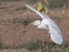 Cattle Egret