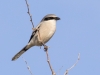 Loggerhead Shrike