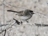 Black-tailed Gnatcatcher