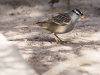 White-crowned Sparrow