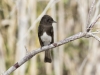 Black Phoebe