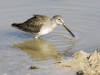 Long-billed Dowitcher