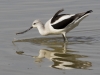 American Avocet