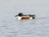 Northern Shoveler