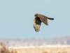 Northern Harrier