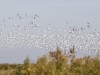 Snow Geese