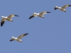 Snow Geese