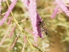 Bee on Tamarisk Flower