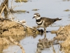 Killdeer