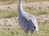 Sandhill Crane