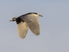 Black-crowned Night Heron