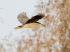 Black-crowned Night Heron