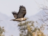 Red-tailed Hawk