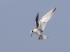 Forster's Tern