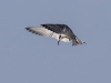 Forster's Tern