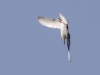 Forster's Tern