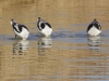 American Avocet