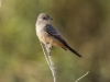 Say's Phoebe