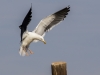 California Gull