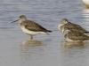 Greater Yellowlegs