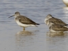 Greater Yellowlegs