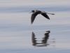 Black-necked Stilt