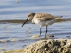 Dunlin