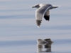 California Gull